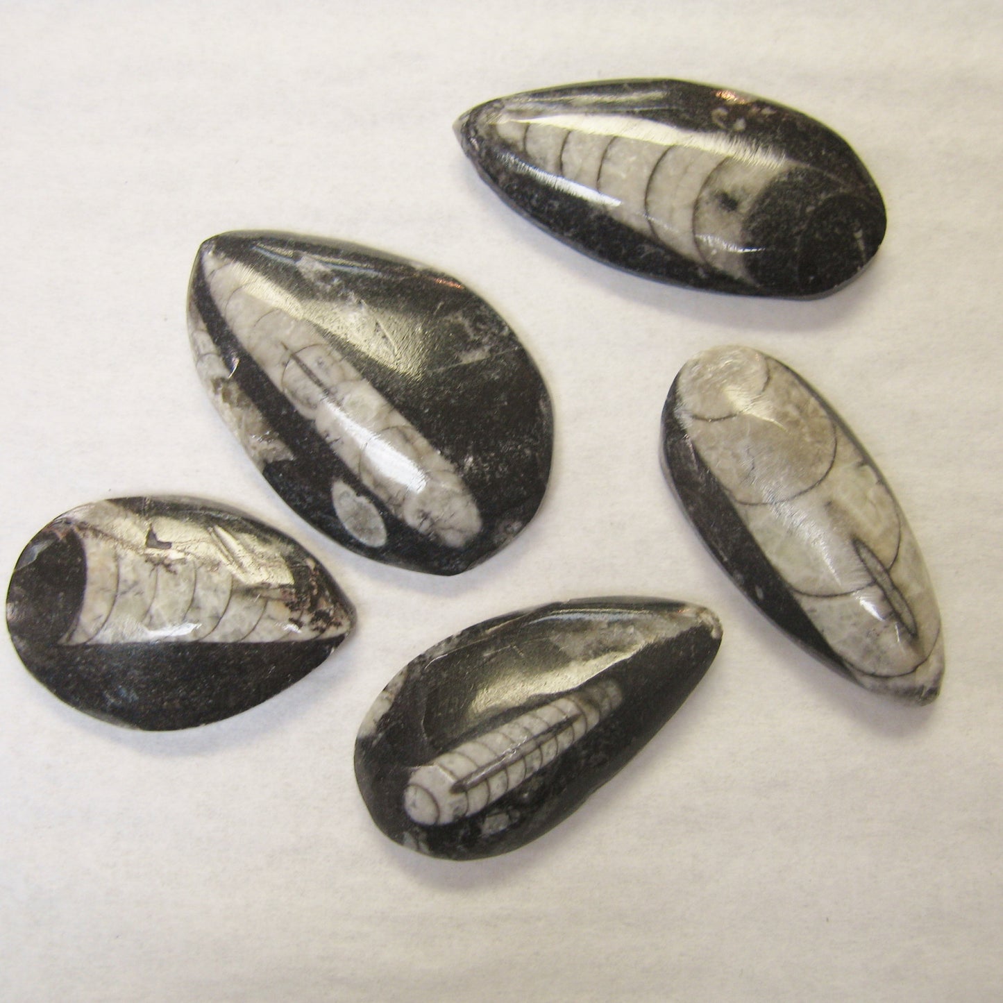 Small Orthoceres Fossils