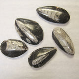 Small Orthoceres Fossils