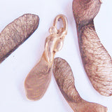 Small Bronze Samara Maple Seed
